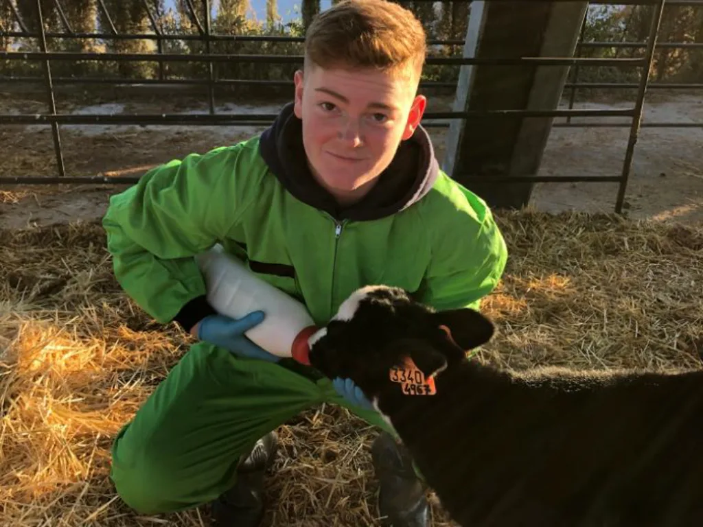 Ein Jugendlicher hält im Stall ein junges Kalb.